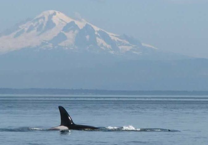 Orca-cropped